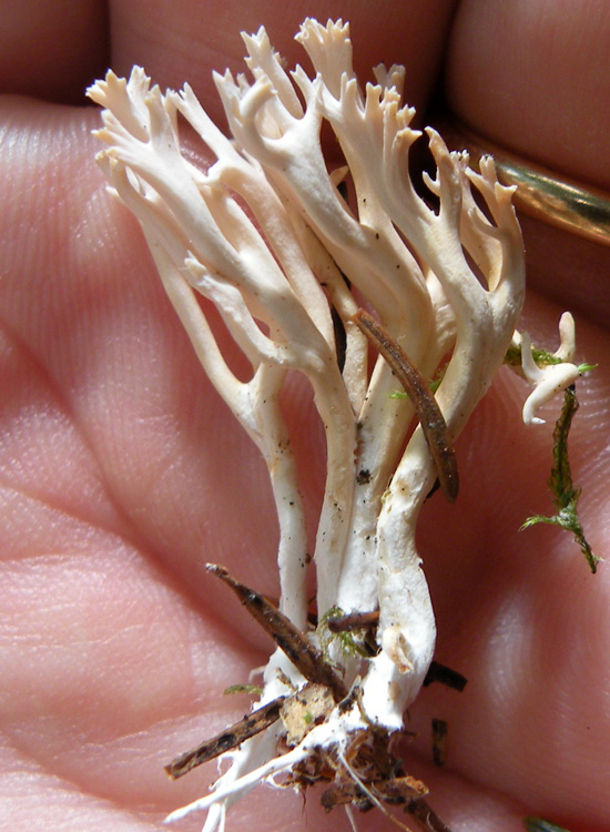Clavulina coralloides?